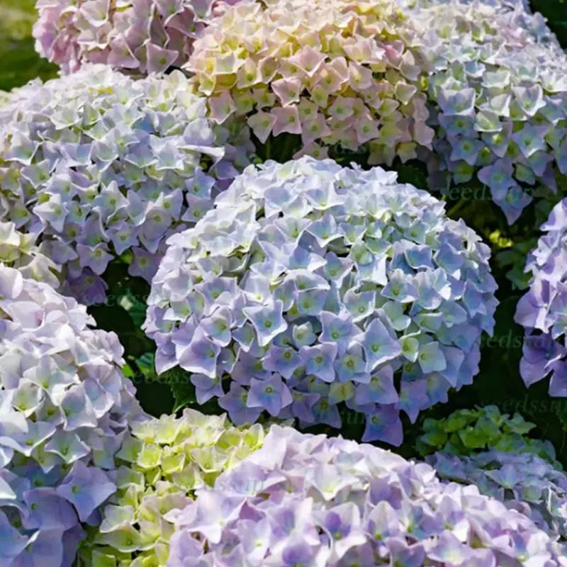 Hyadrange Seed-Perennial Flower Seeds-Easy To Plant