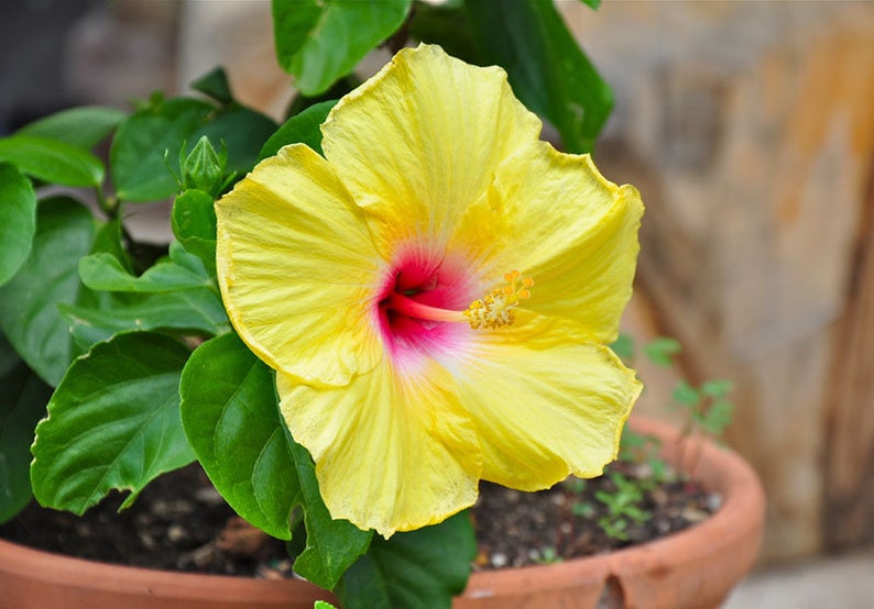 Rare Yellow Hibiscus Seeds "Yellow Rainbow"