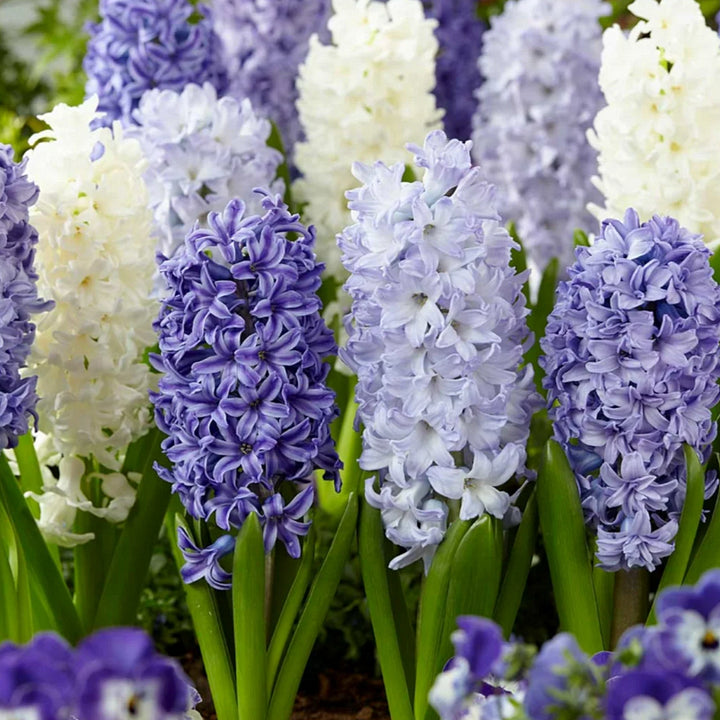 💐Bi-Color Mutation Hyacinth Bulbs