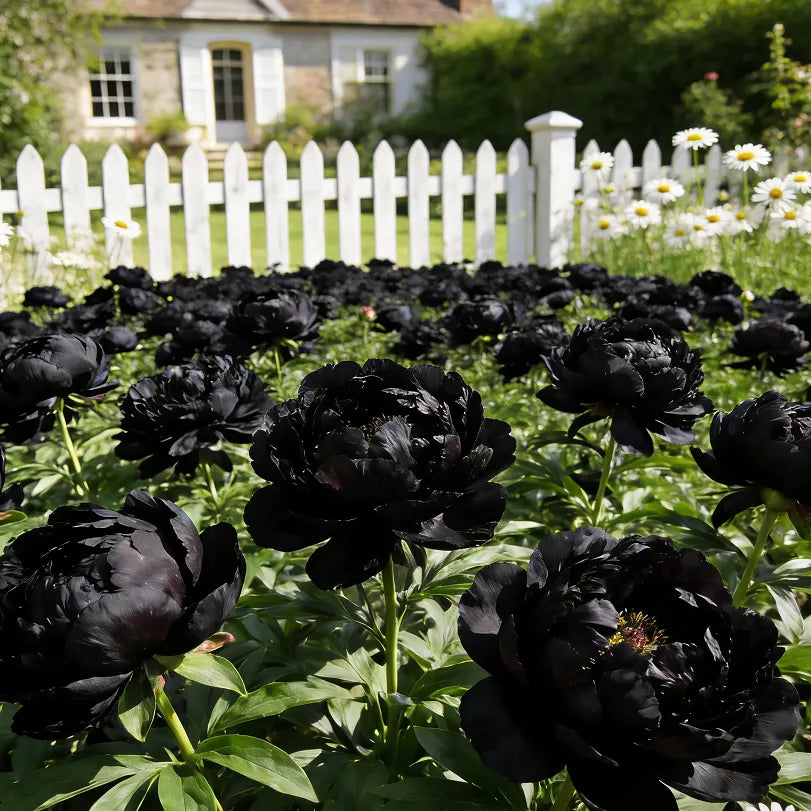 🌺"King of Flowers" Peony Flower Seeds