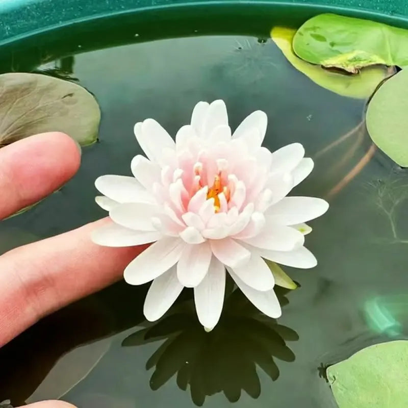 💧 The Sacred Bonsai Bowl Lotus Flower