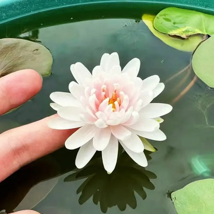 💧 The Sacred Bonsai Bowl Lotus Flower