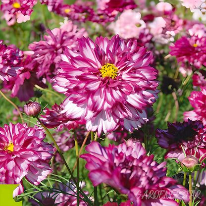 🌸Double Cosmos Seeds-Flower of Happiness