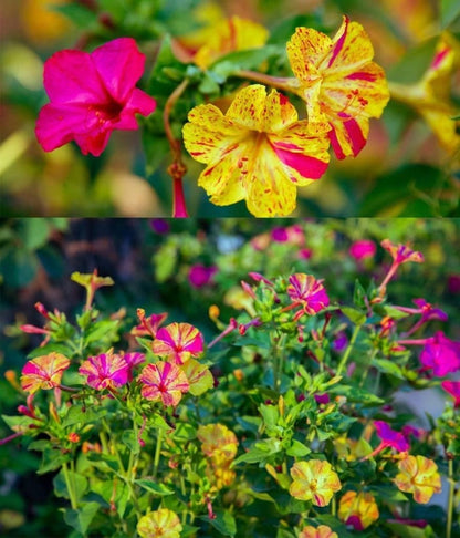 Marvel of Peru Four O' Clock Seeds | Garden Flower Broken Color Changing Transform Pink Rainbow Plant Leaf Seed 2022 Season Fast Shipping