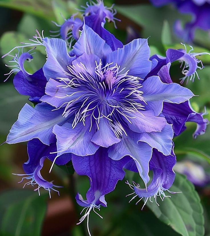 🌸 Purple Passionflower Seeds – Grow Your Own Exotic Paradise!
