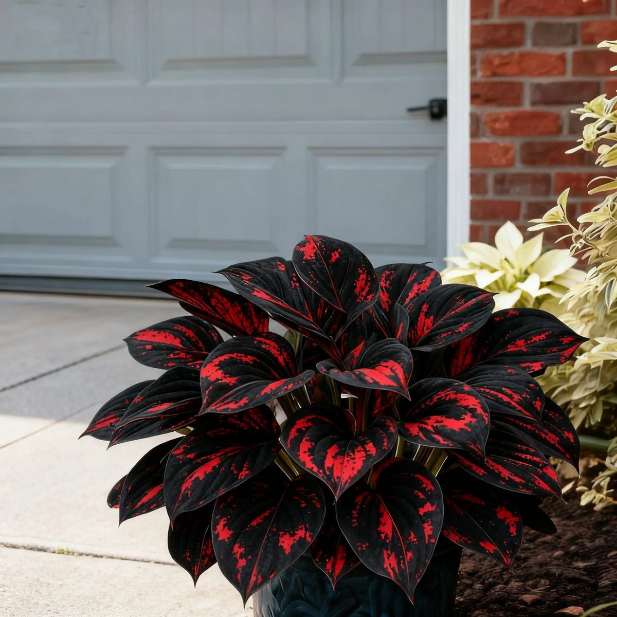 🔥Midnight Blue Hosta Bulbs 🪴 Deep Blue Foliage, Easy to Grow