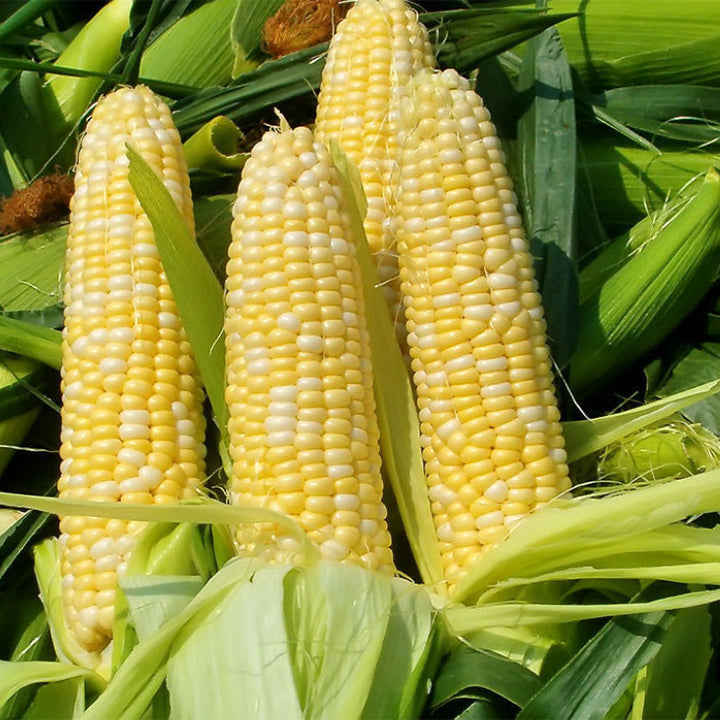 Gem Corn Seeds for Home Vegetable Gardens