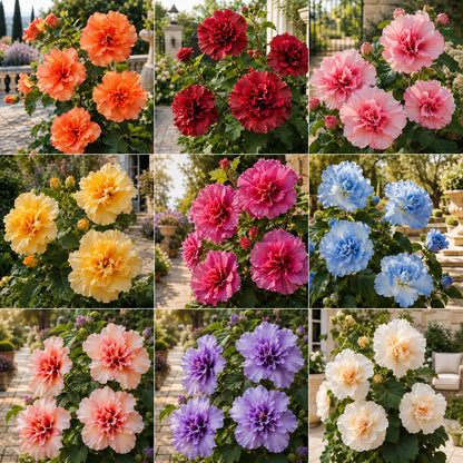🌸 Rare Ruffled Jewel Flower Bulbs – Giant Layered Blooms for Elegant Gardens & Patios