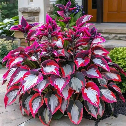 From Seed to Stunning – Hosta Magic 🌿Rare Hosta Seeds🌿