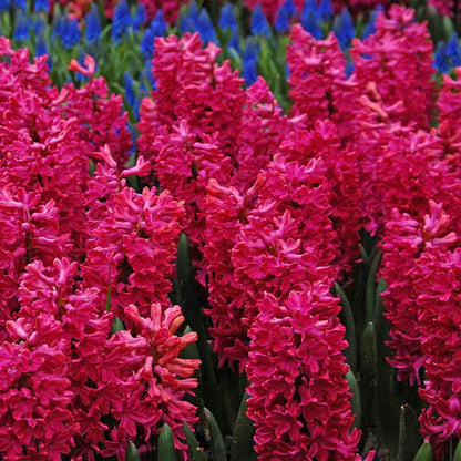 💜Hyacinth Bulbs – Fragrance You Can Grow