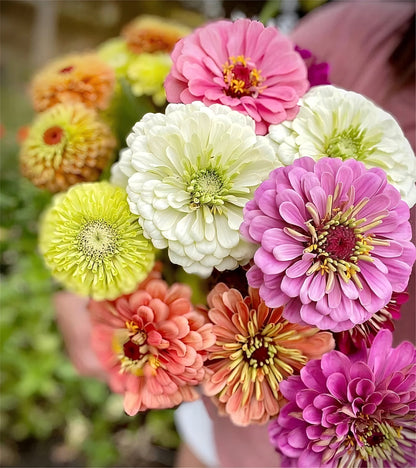 Mixed Color Zinnias Flower Seeds-Your Garden's Colorful Oasis