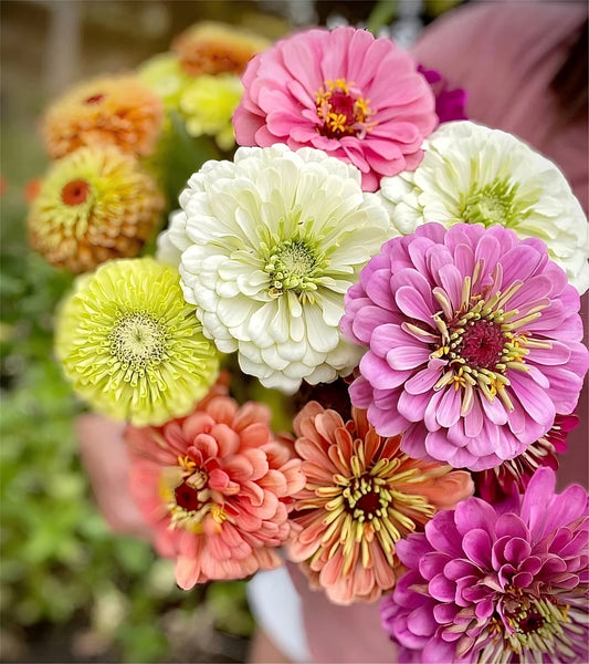 Mixed Color Zinnias Flower Seeds-Your Garden's Colorful Oasis
