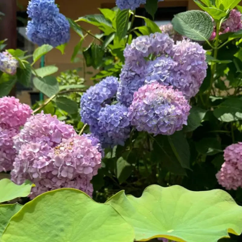 Hyadrange Seed-Perennial Flower Seeds-Easy To Plant