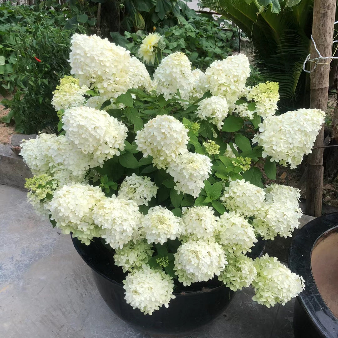 Panicle Hydrangea Flowers Seeds 💞 Plants Home Garden Flower Seeds