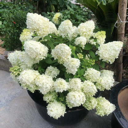 Panicle Hydrangea Flowers Seeds 💞 Plants Home Garden Flower Seeds