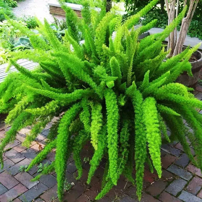 Asparagus Meyeri 'Foxtail Fern' Seeds