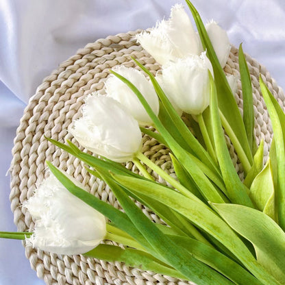 Bonsai Rare Color Tulip Seeds