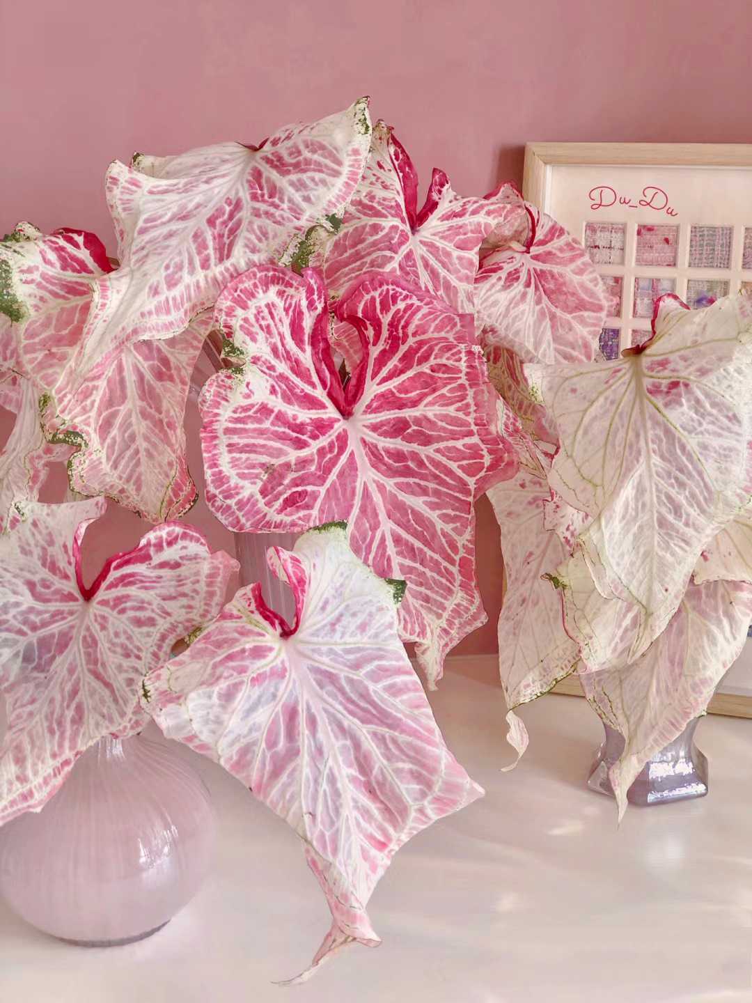 Peppermint Coleus Peperomia Obtusifolia Variegata Seeds