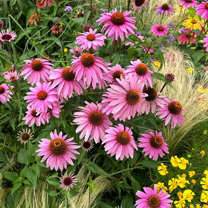 Coneflower Seeds (Echinacea)