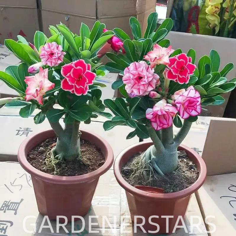 🌵🌹 Dive into Desert Beauty: Desert Rose Bulbs for Your Tranquil Haven!-Various Colors🌱Long Flowering Period 🏜️🌺