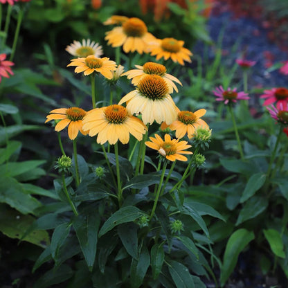 Coneflower Seeds (Echinacea)