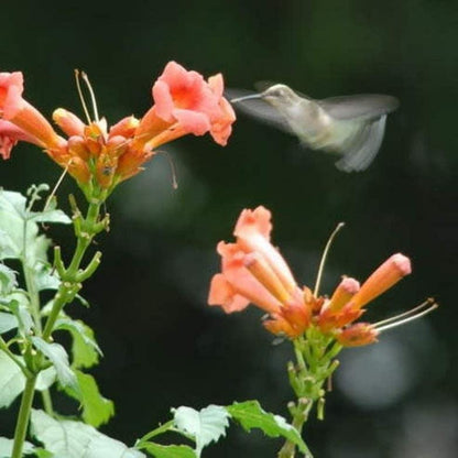 Orange HUMMINGBIRD TRUMPET CREEPER Campsis Radicans Vine Flower Seeds