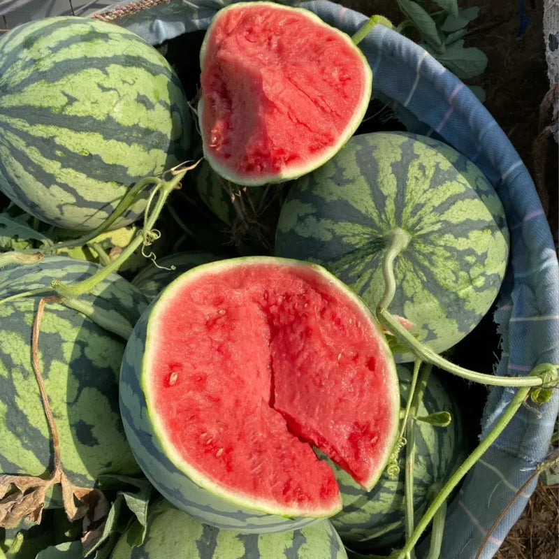 Potted Watermelon Seeds