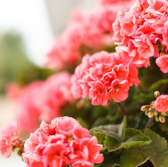 Geranium Seeds