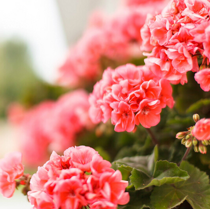 Geranium Seeds