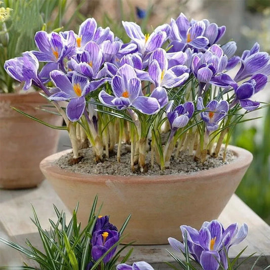Saffron Crocus Bulbs - Crocus Sativus