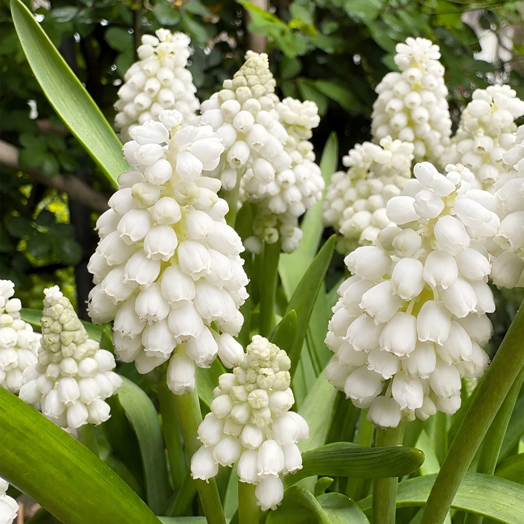 Grape Hyacinth Bulbs