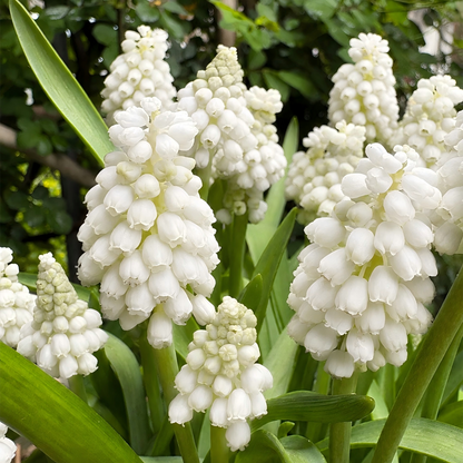 Grape Hyacinth Bulbs