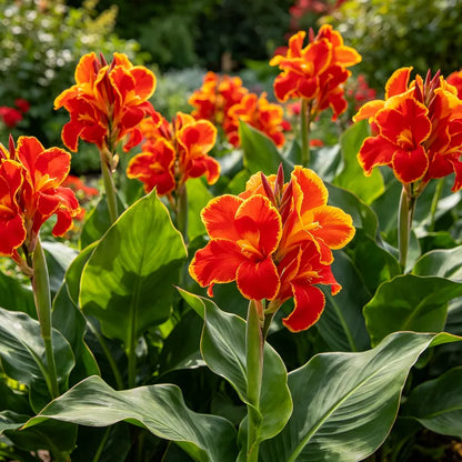 🌺Canna bulbs - Tropical Paradise