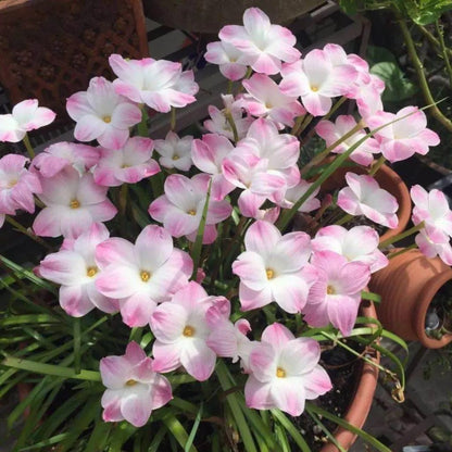 Rain Orchid Bulbs-Blooms once the next rain falls