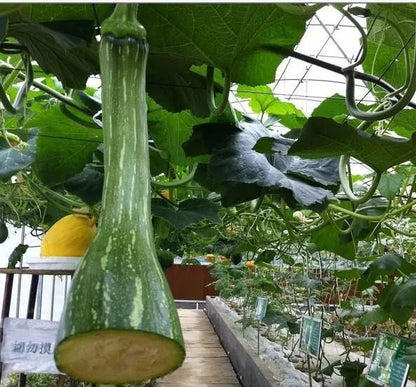 Chopping Melon Cut and Grow Melon Seeds