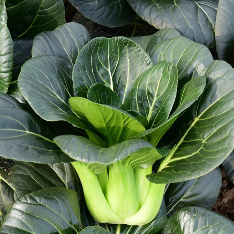 Black-leaf Bok Choy Seeds