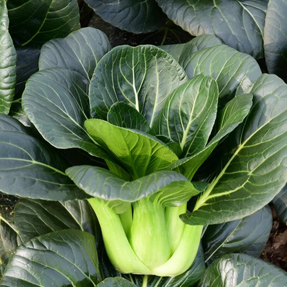 Black-leaf Bok Choy Seeds