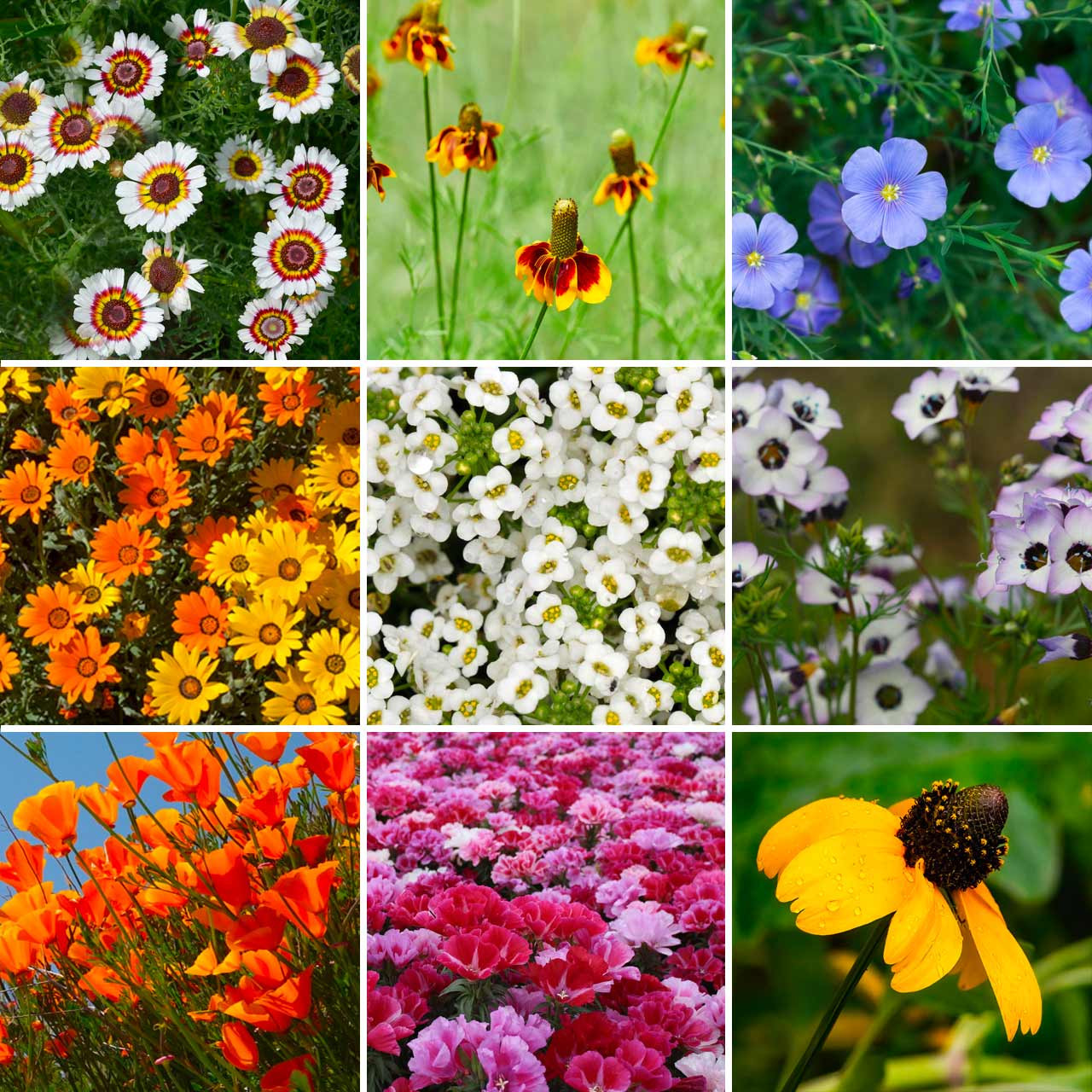 🌺Four Seasons Flowering Mixed Flower Sea Seeds