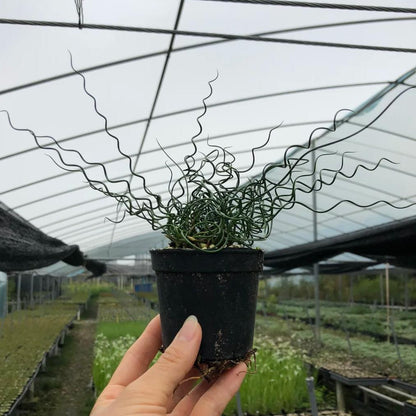 🌿Spiral Grass - Curved and Cute