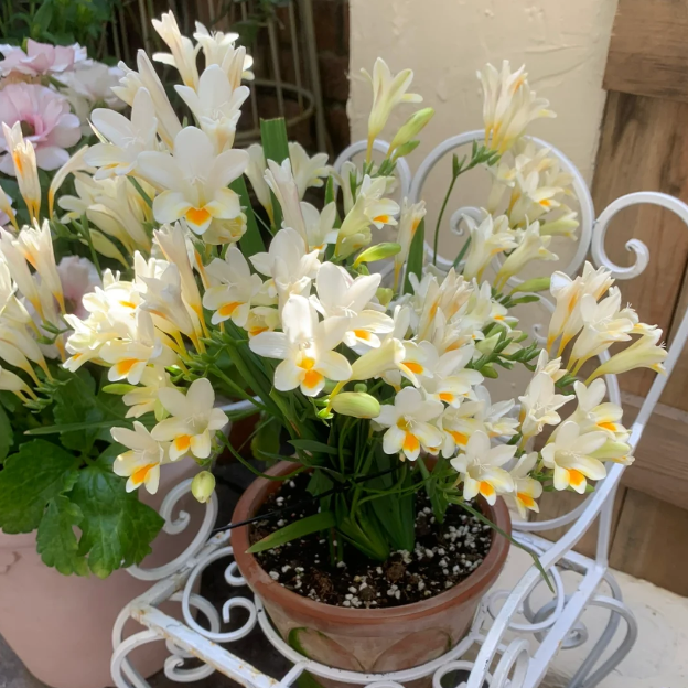 💐Perfume Freesia Bulbs