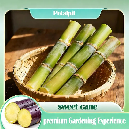 🌱 High-Yield Sugarcane Seeds – Grow Sweet Sugarcane at Home