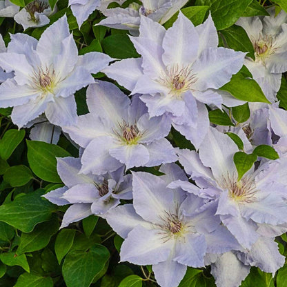 Clematis Seeds