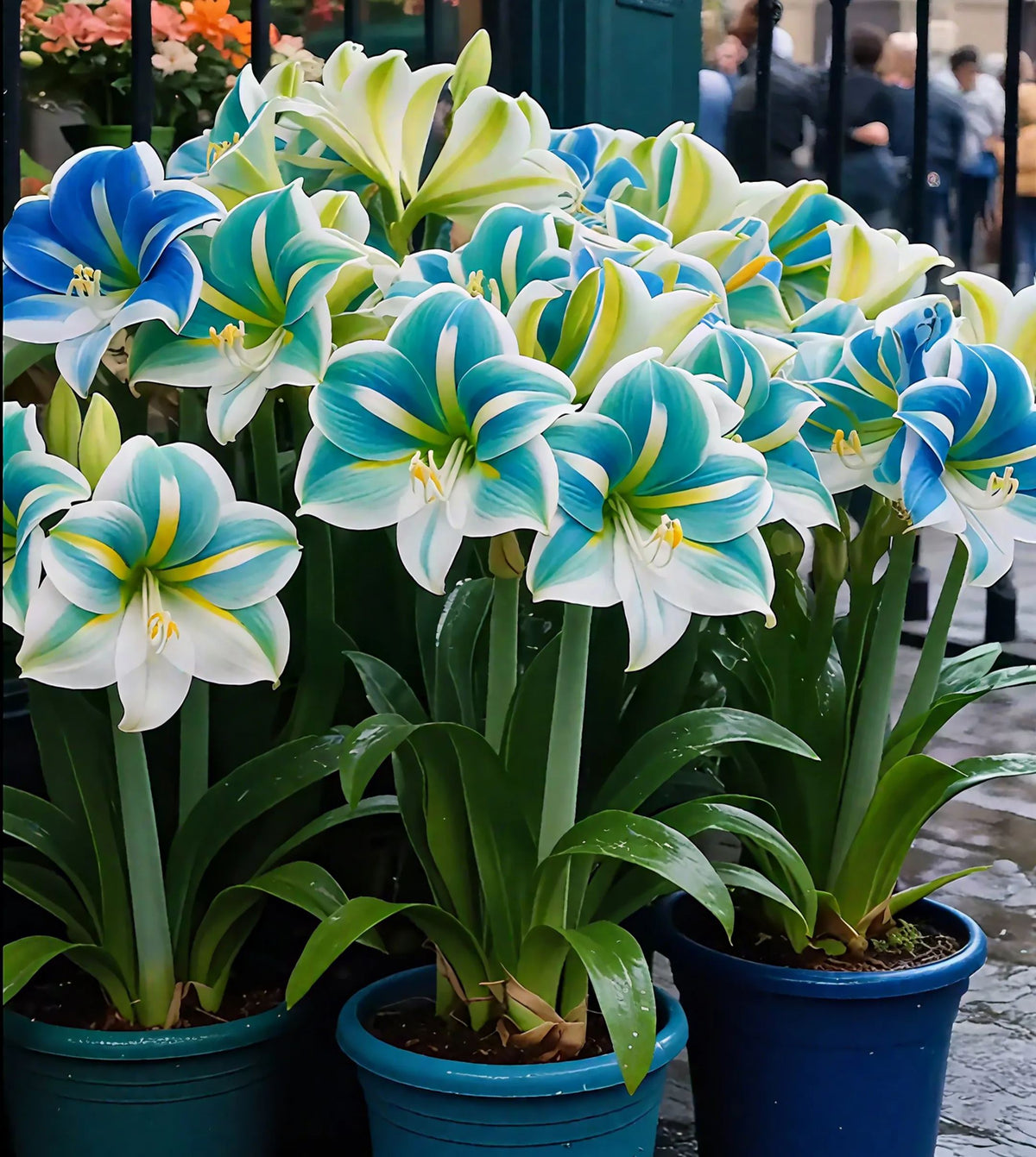 Double-Petaled Perfume Amaryllis Bulbs