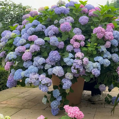 Hyadrange Seed-Perennial Flower Seeds-Easy To Plant