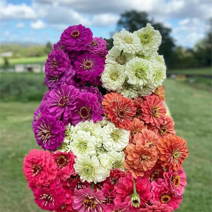 Mixed Color Zinnias Flower Seeds-Your Garden's Colorful Oasis