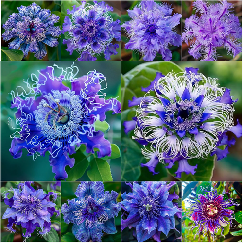 🌸 Purple Passionflower Seeds – Grow Your Own Exotic Paradise!