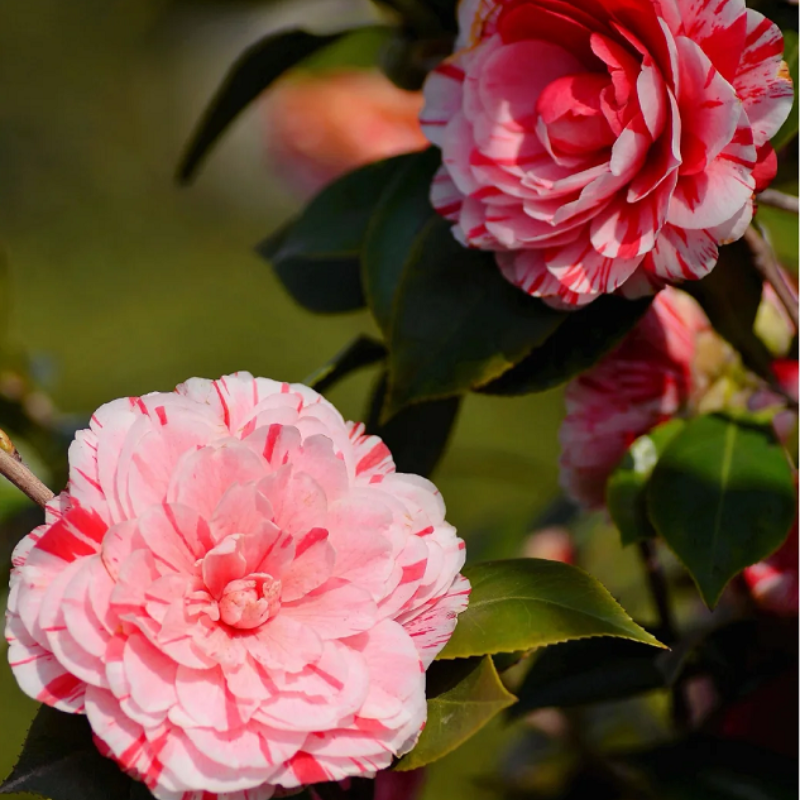 Five-color Red Camellia