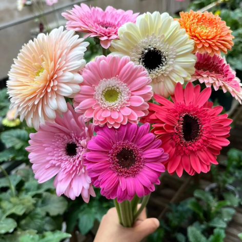 🌼Mixed Color Gerbera Seeds