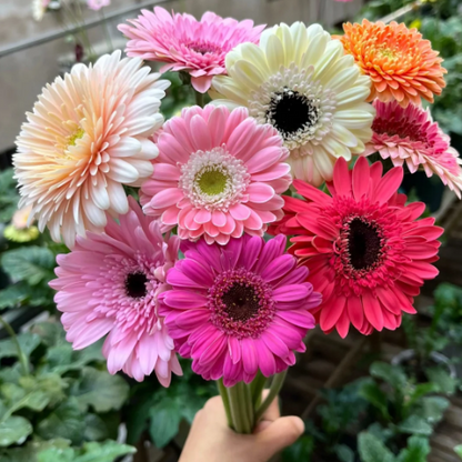 🌼Mixed Color Gerbera Seeds