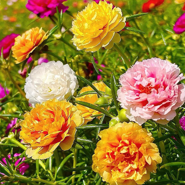 🌹Moss Rose—Immortal Flower